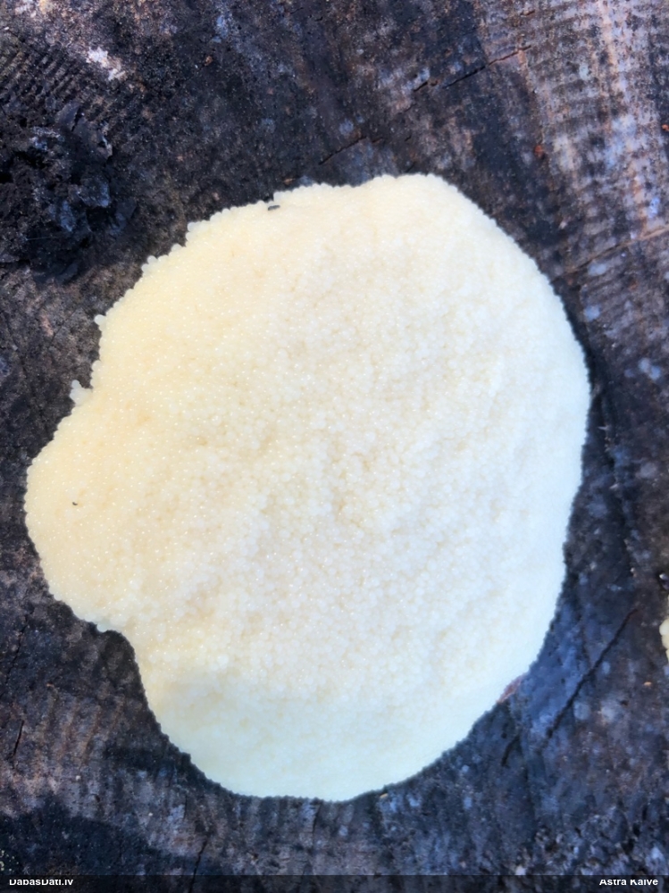 Saplacinātā kūlīte