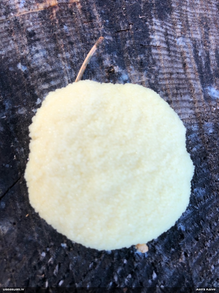 Saplacinātā kūlīte