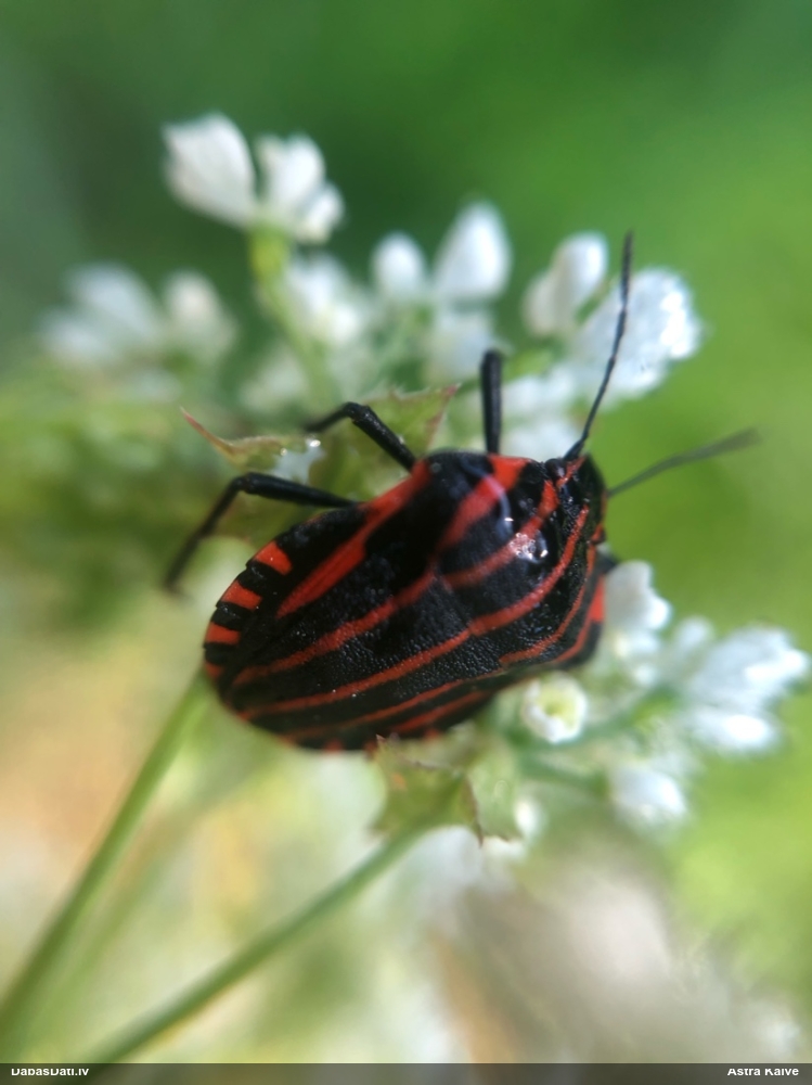 Svītrainā vairogblakts