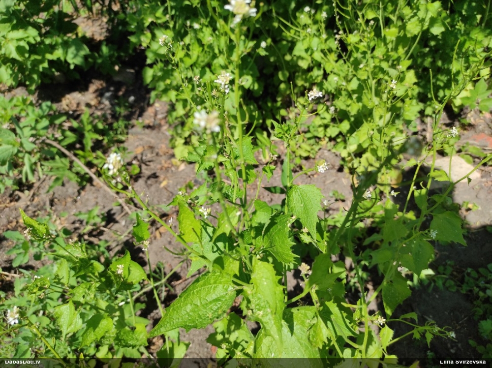 чесночница лекарственная
