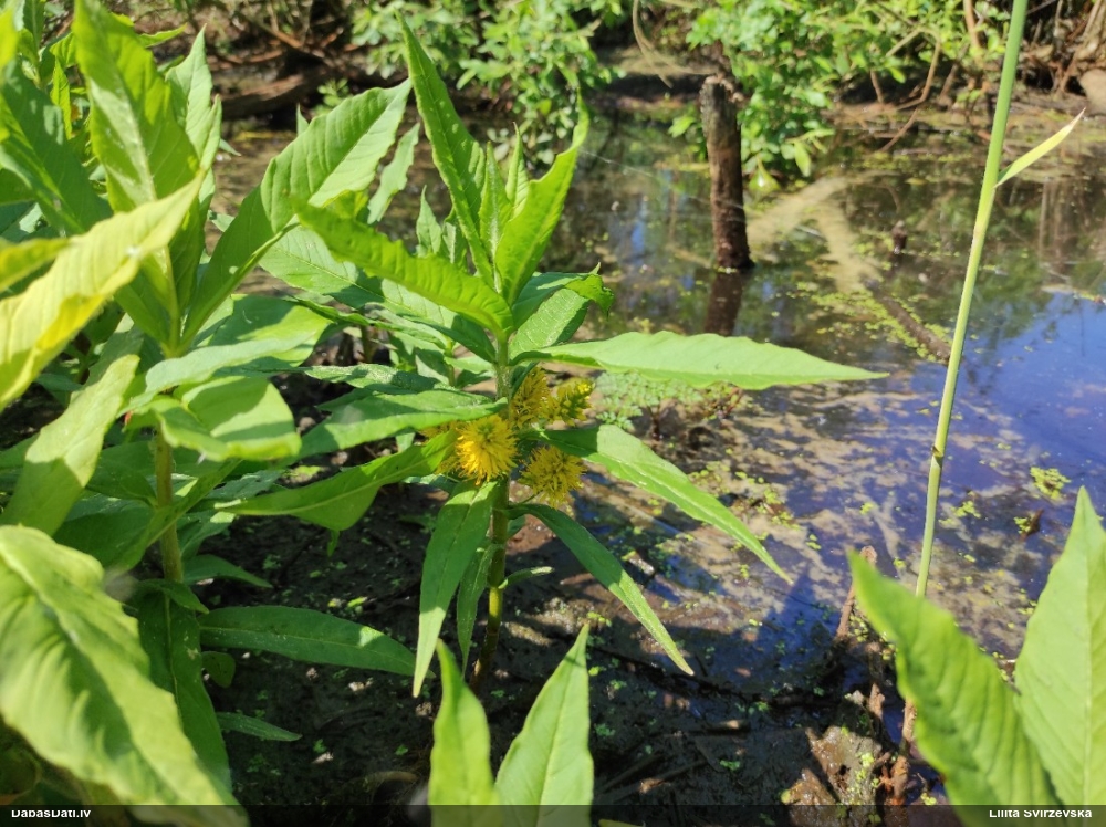 наумбургия кистевидная
