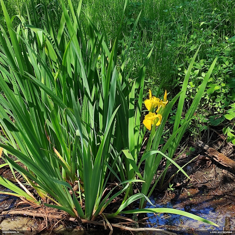ирис желтый