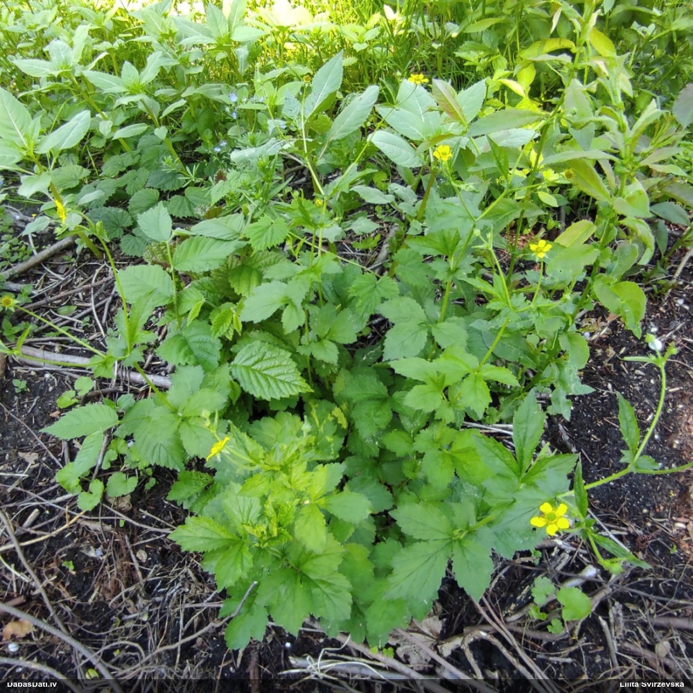 гравилат городской