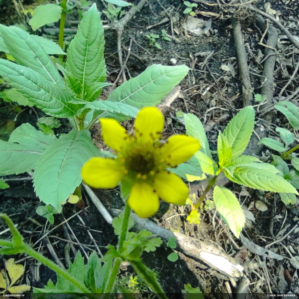 гравилат городской