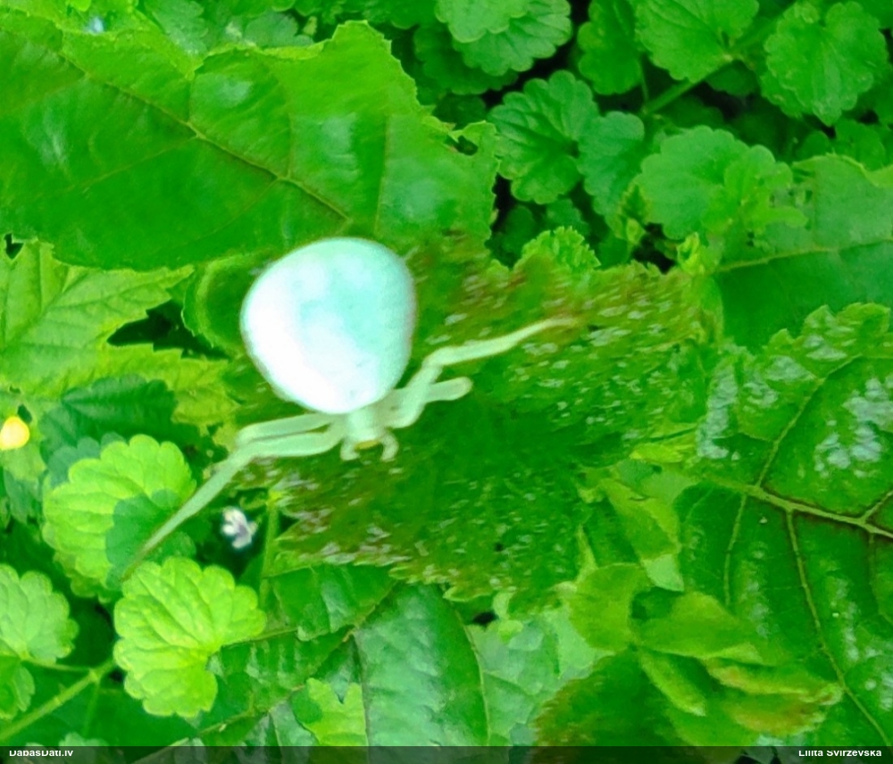 Krabjzirneklis Misumena vatia