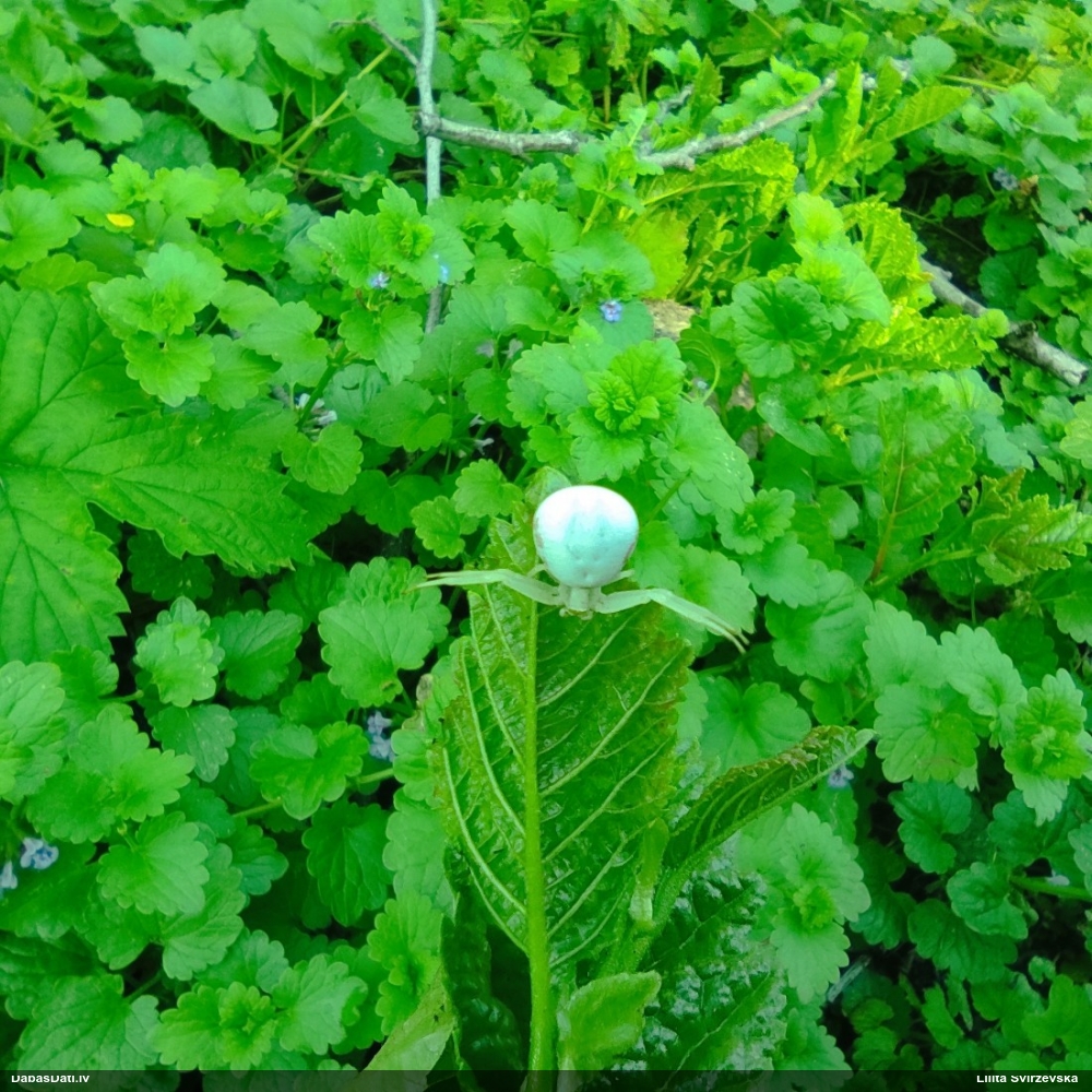 Krabjzirneklis Misumena vatia