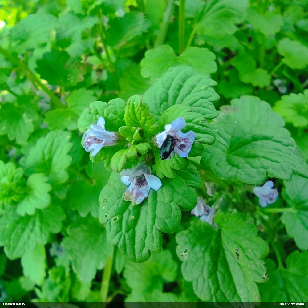 будра плющевидная