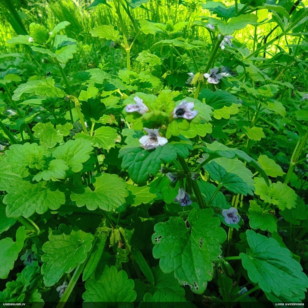 будра плющевидная