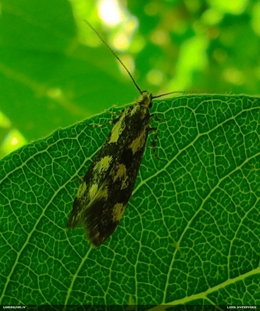 Plakankode Denisia similella