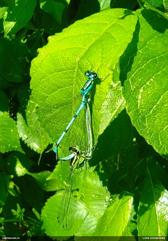 Gaišzilā krāšņspāre