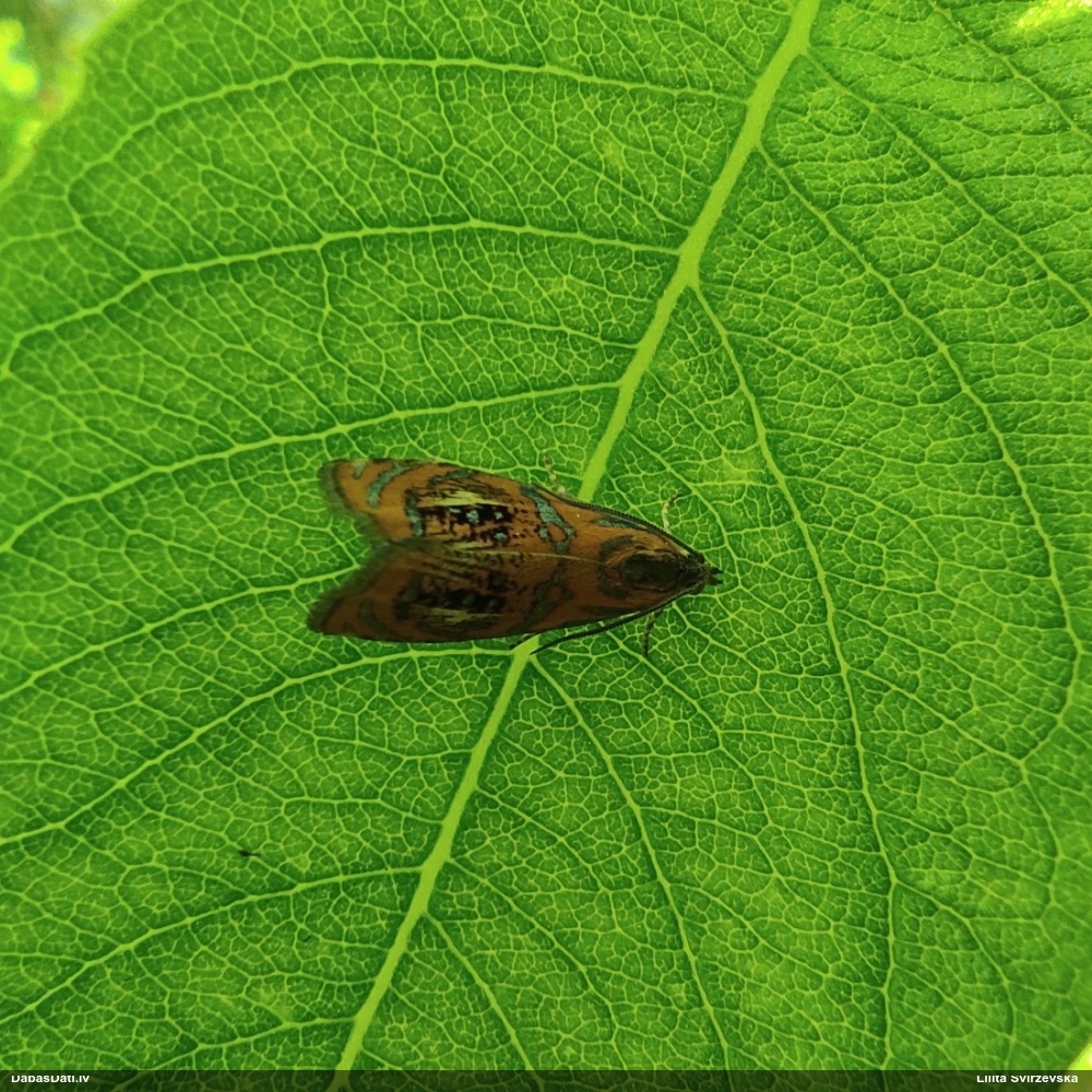 Tinējs Olethreutes arcuella