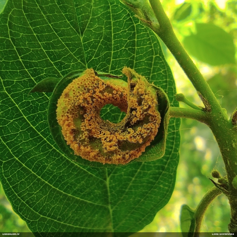 Pabērzu - graudzāļu rūsa