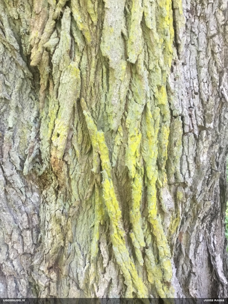 Ķērpis Chrysothrix candelaris