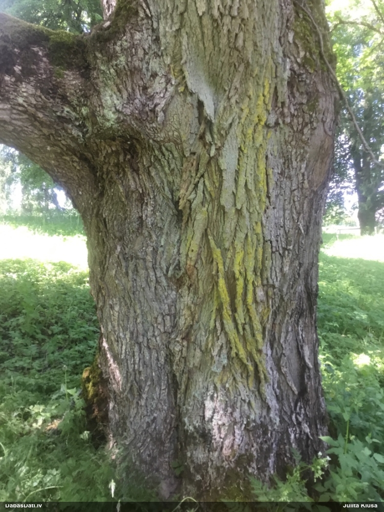 Ķērpis Chrysothrix candelaris