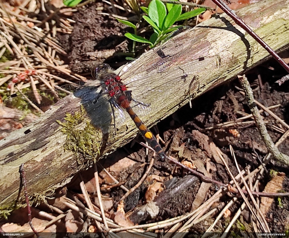 Spilgtā purvuspāre