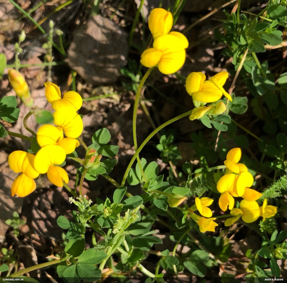 Vanagnadziņš (nenoteikts)