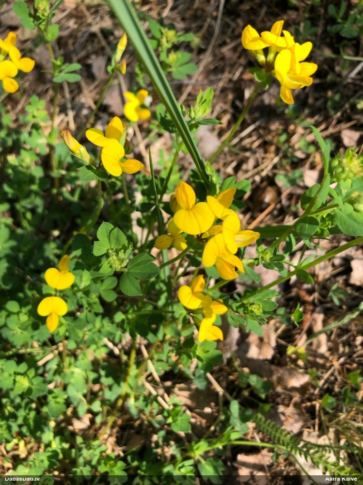 Vanagnadziņš (nenoteikts)