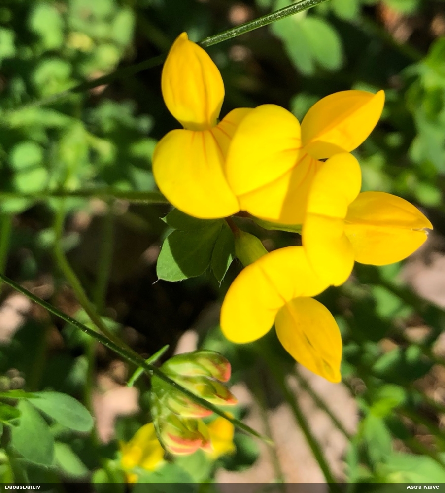 Vanagnadziņš (nenoteikts)