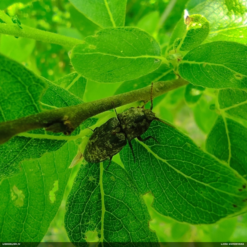 Sprakšķis Agrypnus murinus