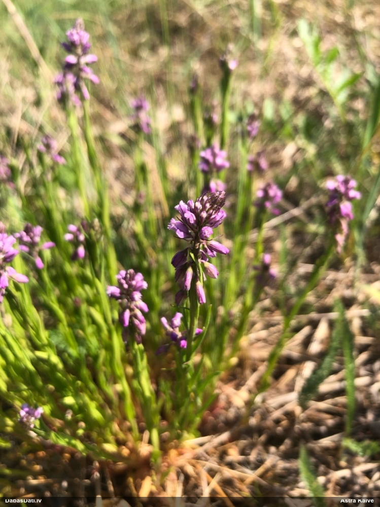 истод хохлатый