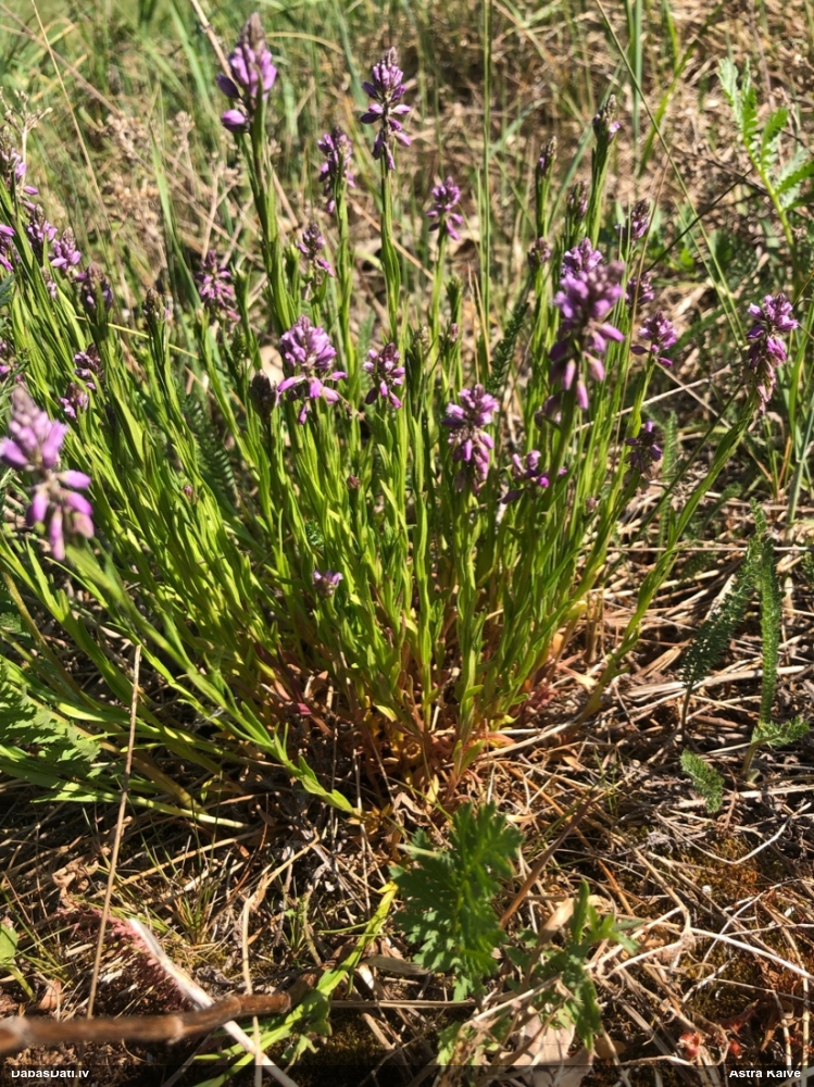 истод хохлатый