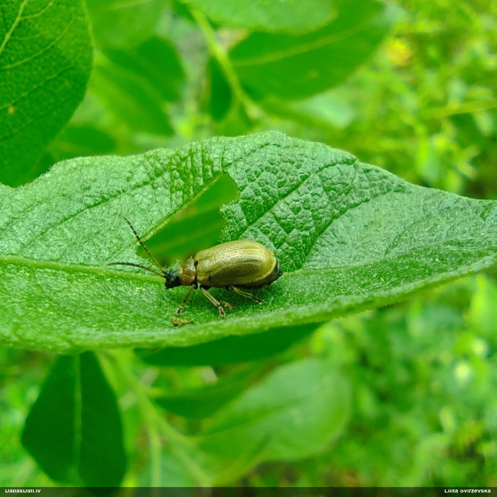 Lapgrauzis Lochmaea caprea
