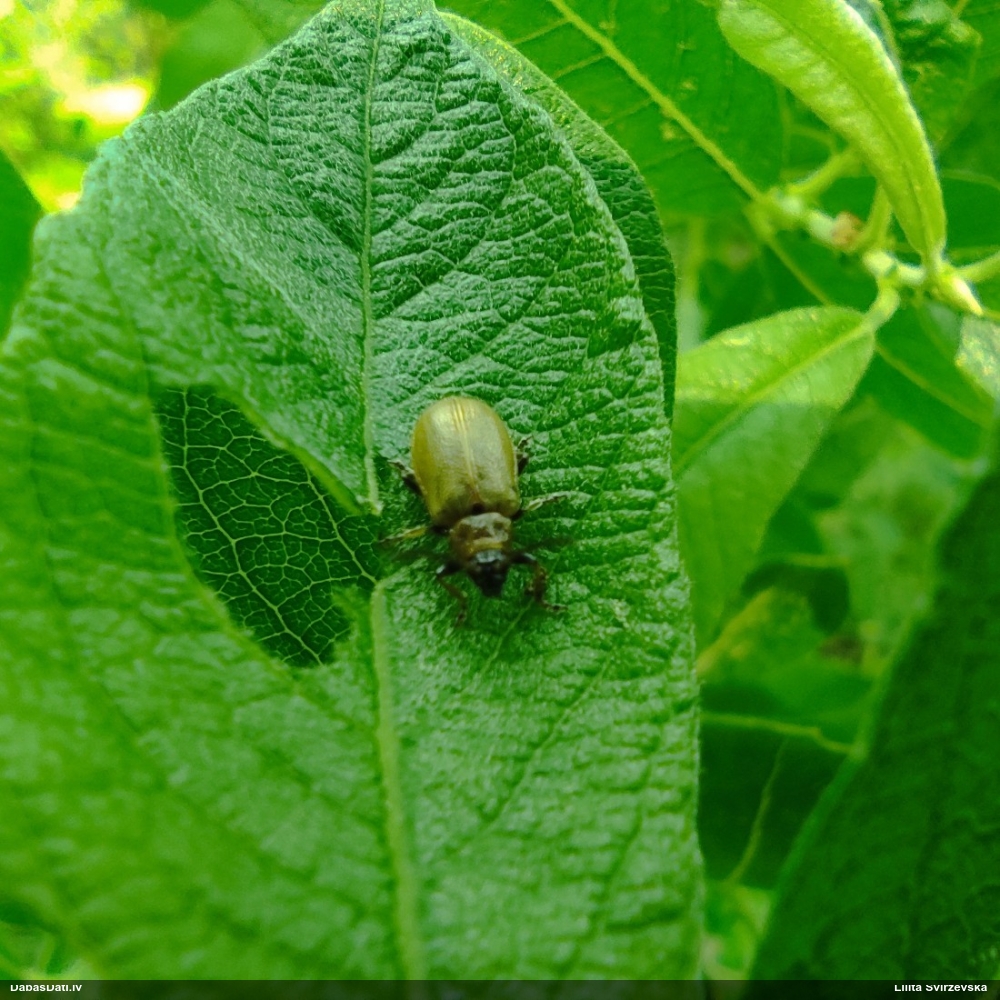 Lapgrauzis Lochmaea caprea