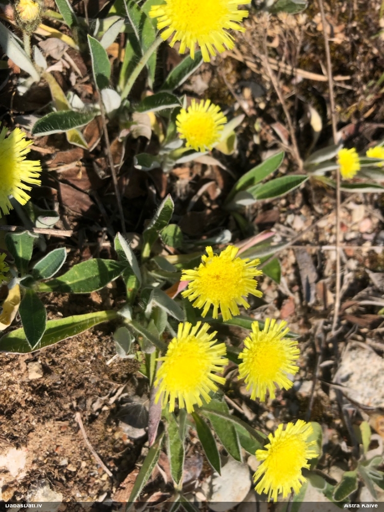 Mauraga (nenoteikta)