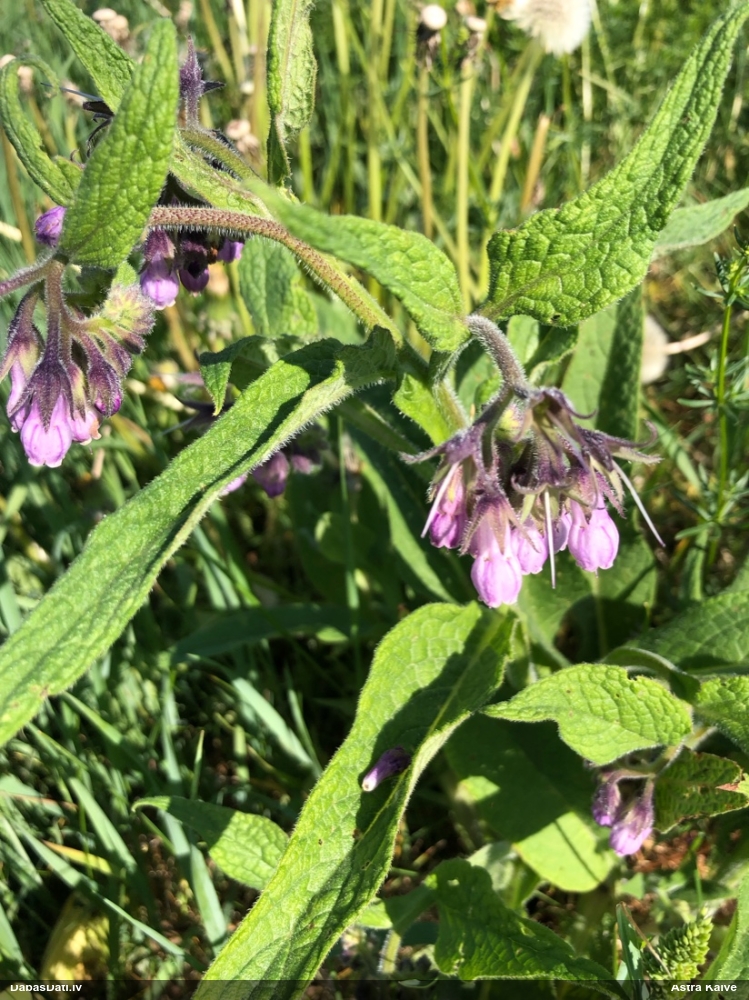 Dziedniecības tauksakne