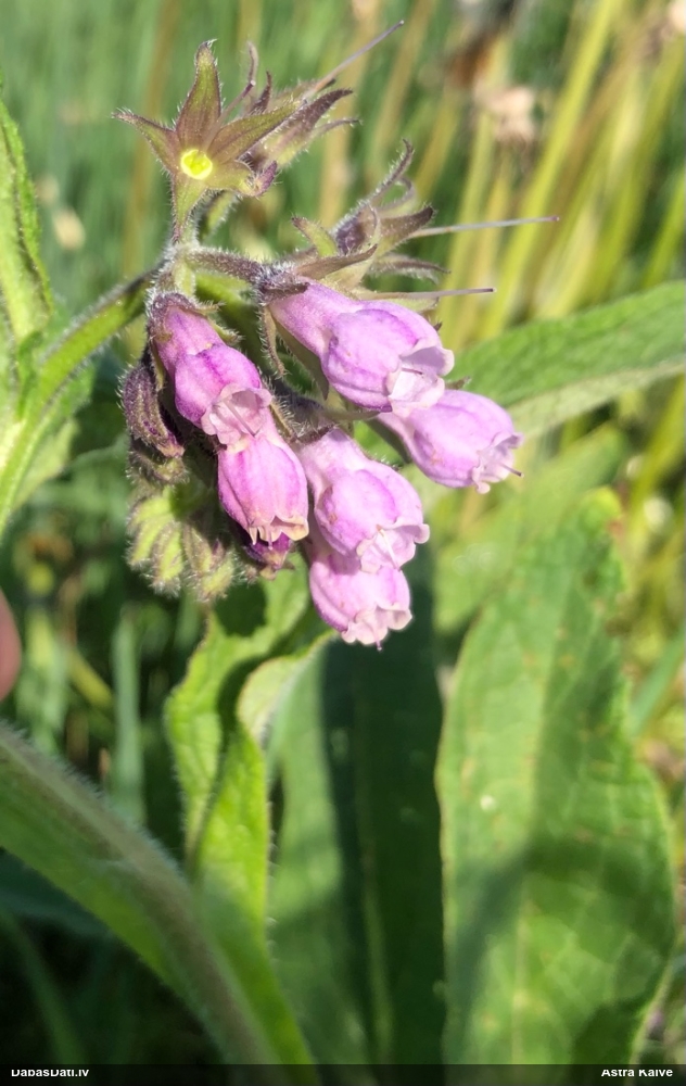Dziedniecības tauksakne