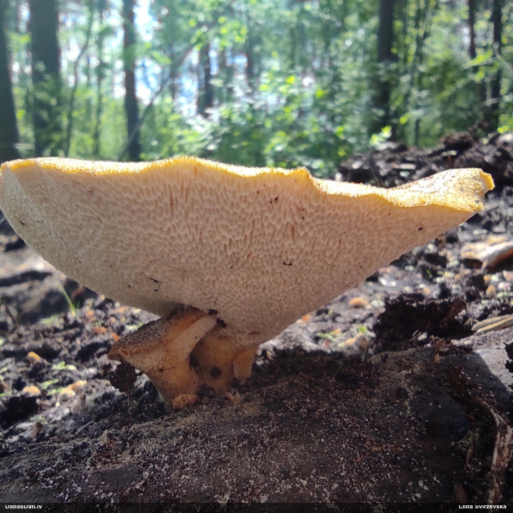 Zvīņainā kātiņpiepe