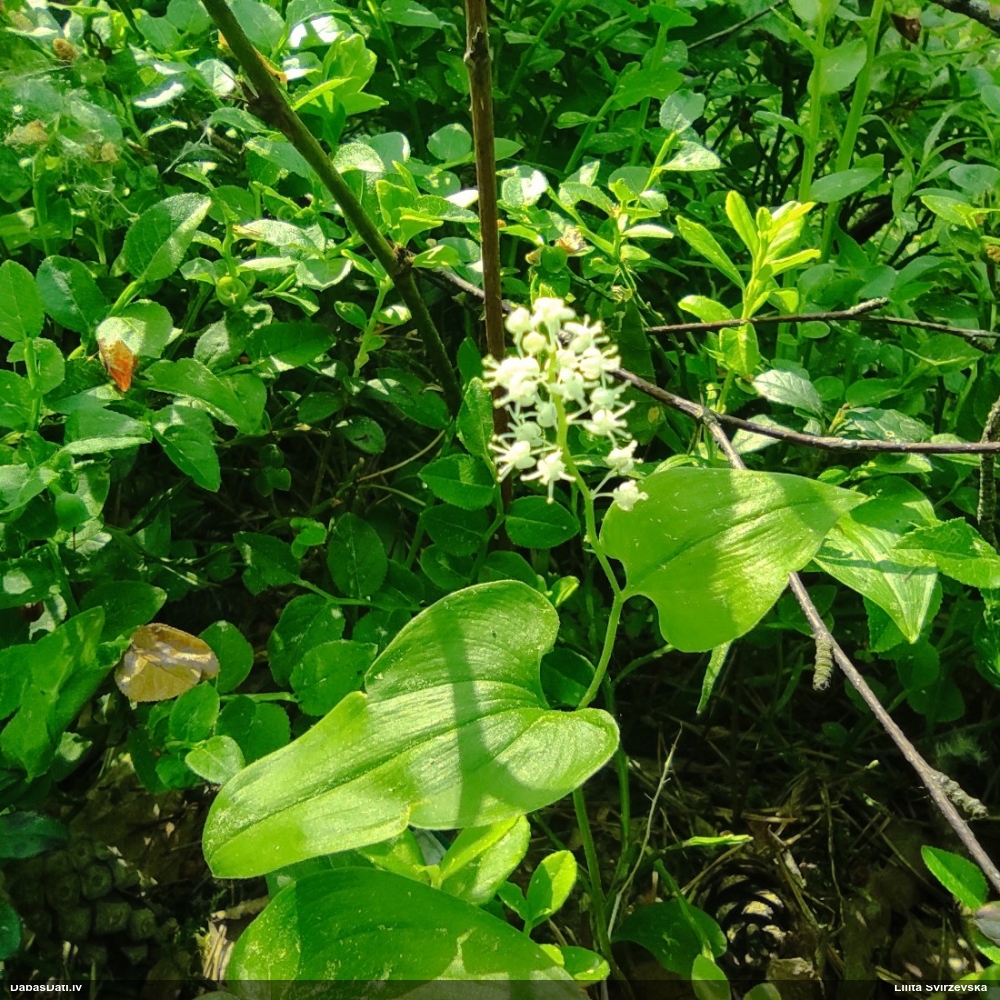 майник двулистный