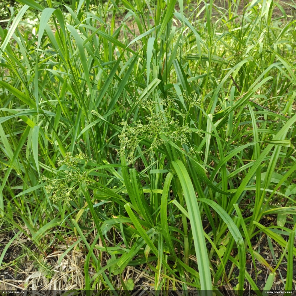 камыш лесной