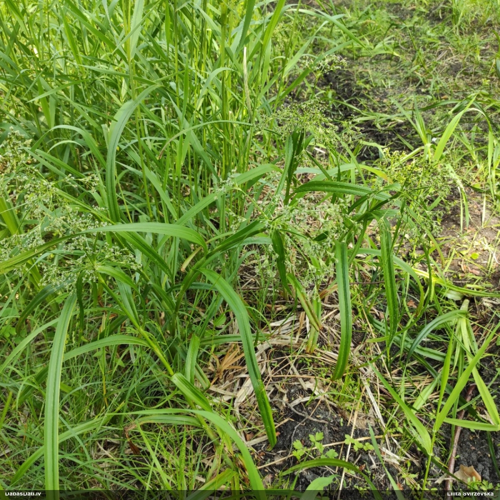 камыш лесной