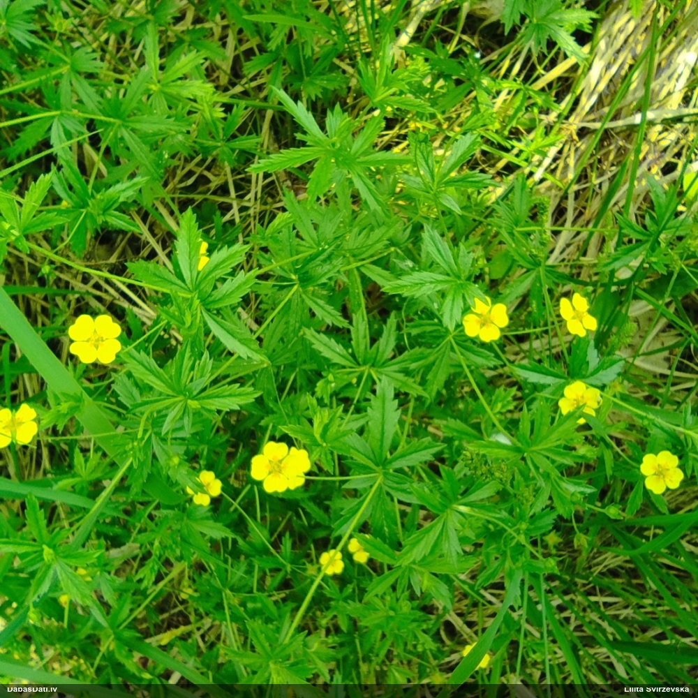 лапчатка прямостоящая