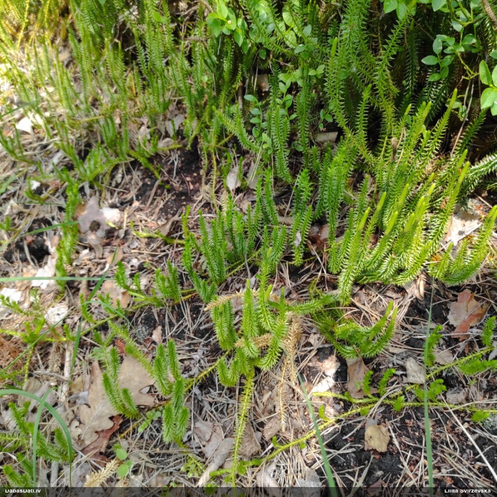 плаун годичный