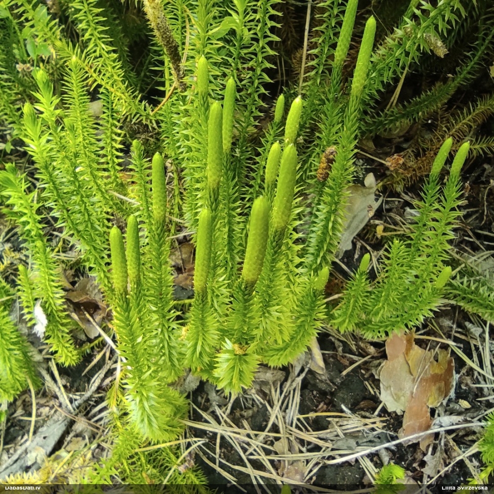 плаун годичный