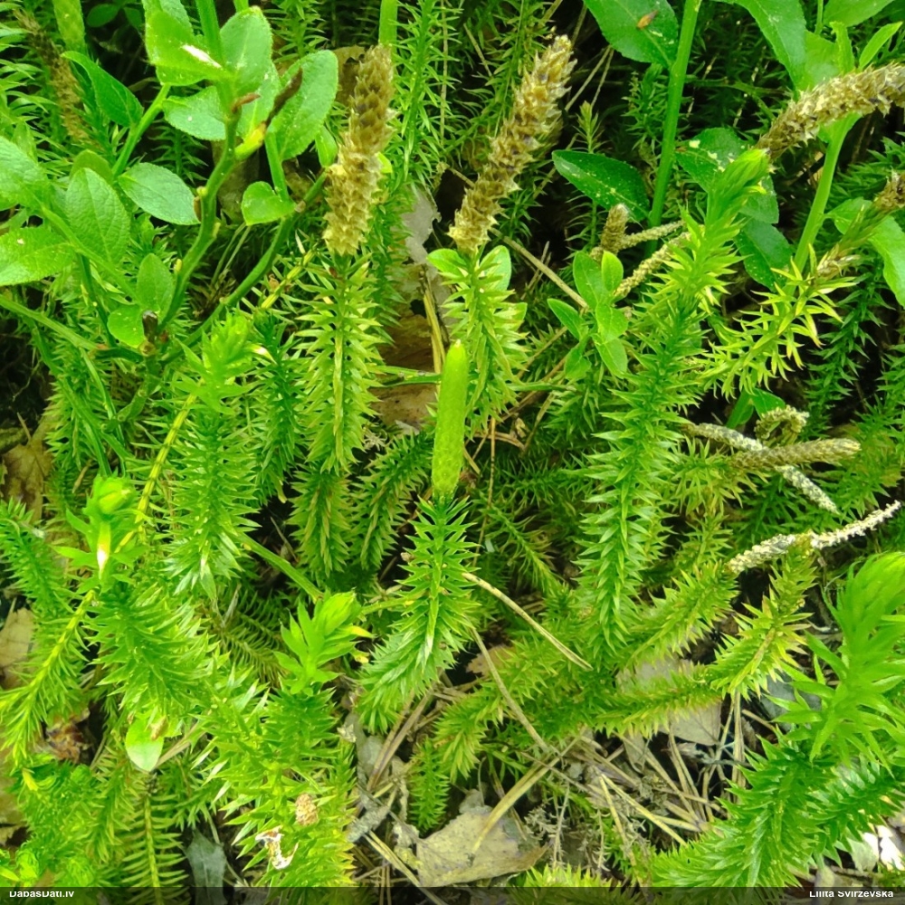 плаун годичный