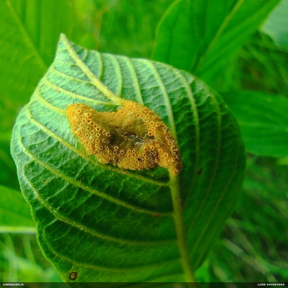 Pabērzu - graudzāļu rūsa