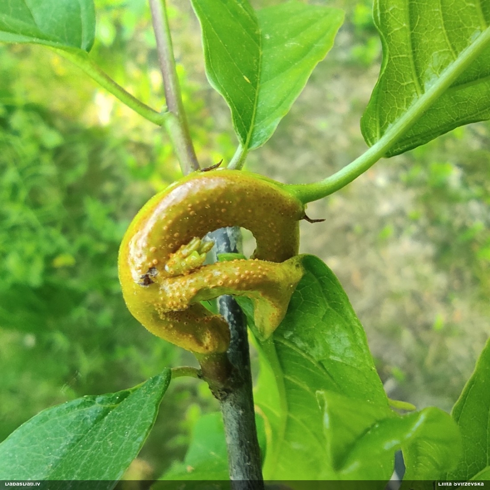 Pabērzu - graudzāļu rūsa