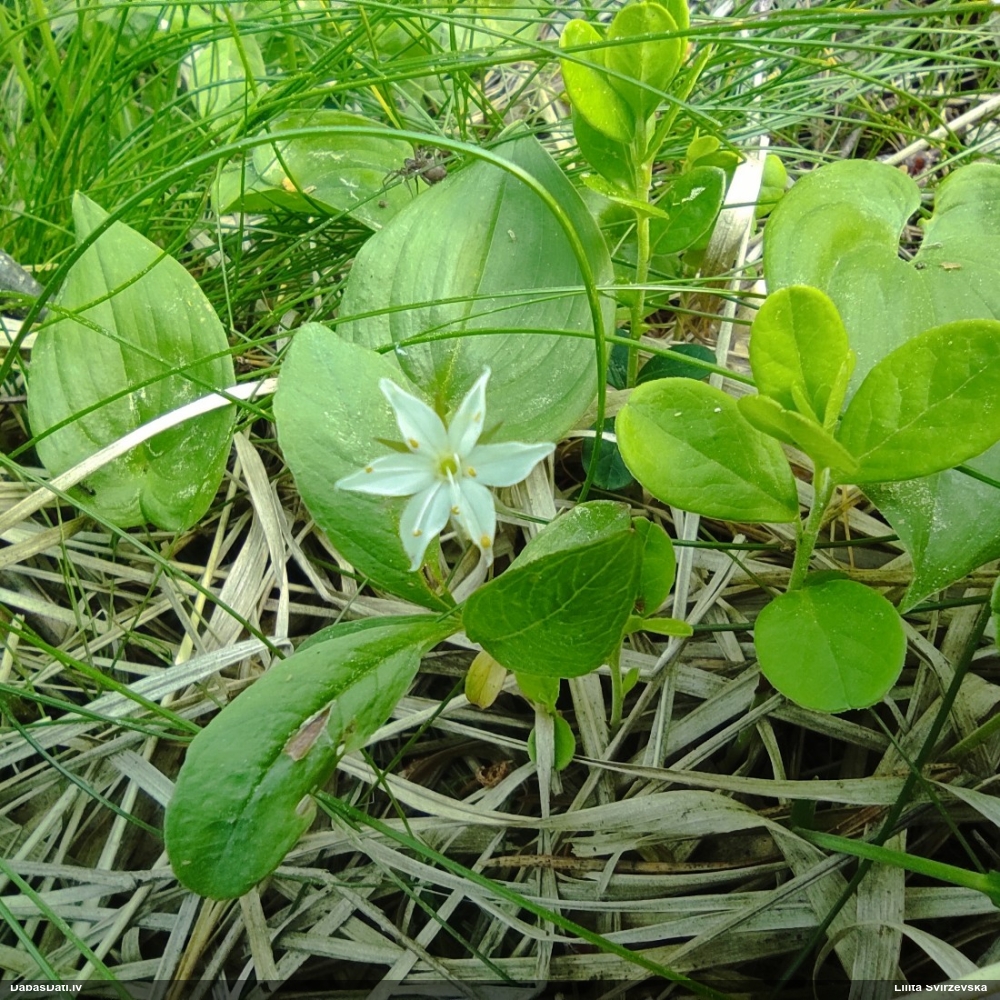 седмичник европейский