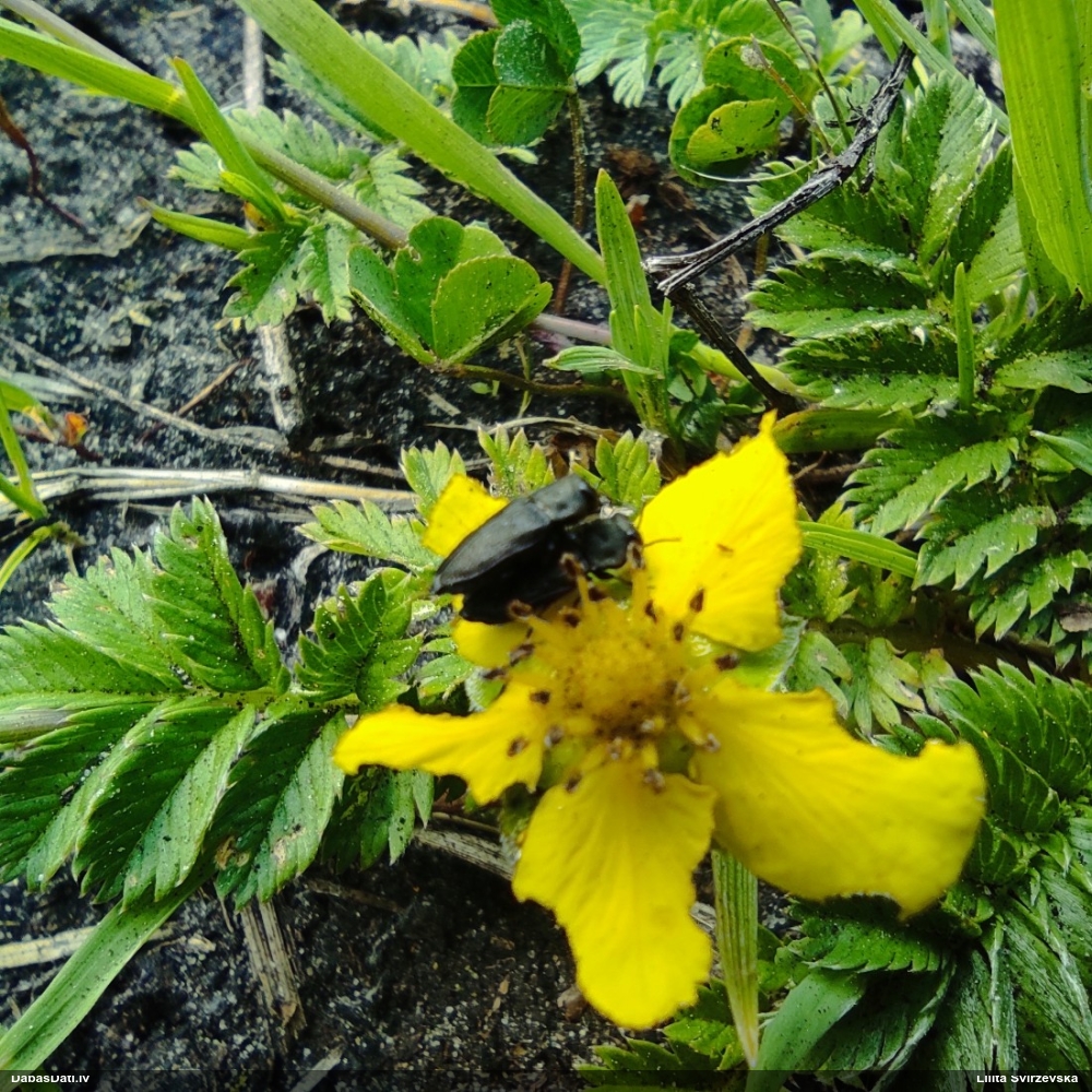 Četrplankumu krāšņvabole