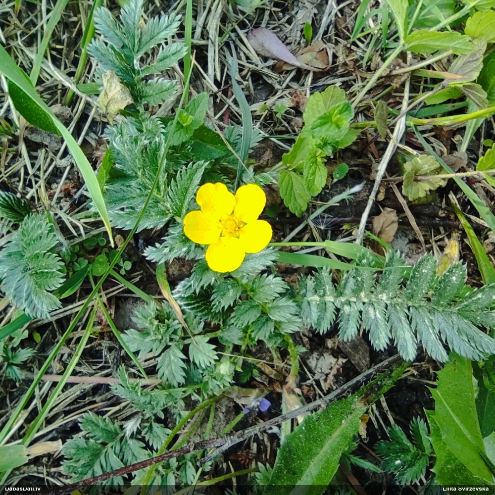 лапчатка гусиная
