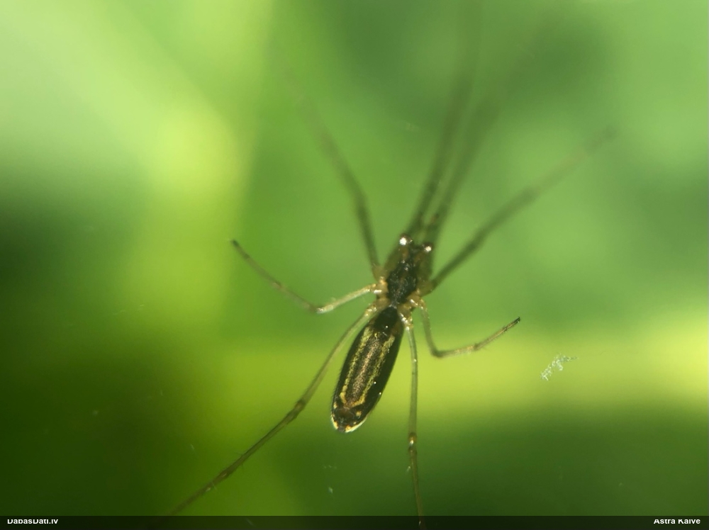 Zirneklis (nenoteikts)