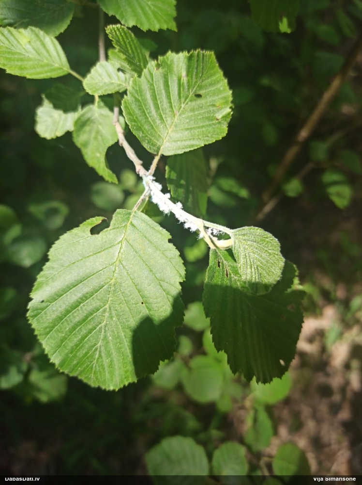 Alkšņu lapblusiņa