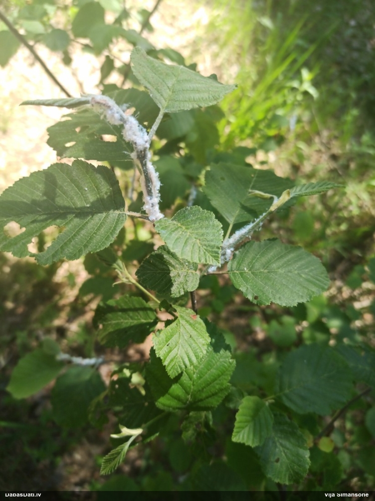 Alkšņu lapblusiņa