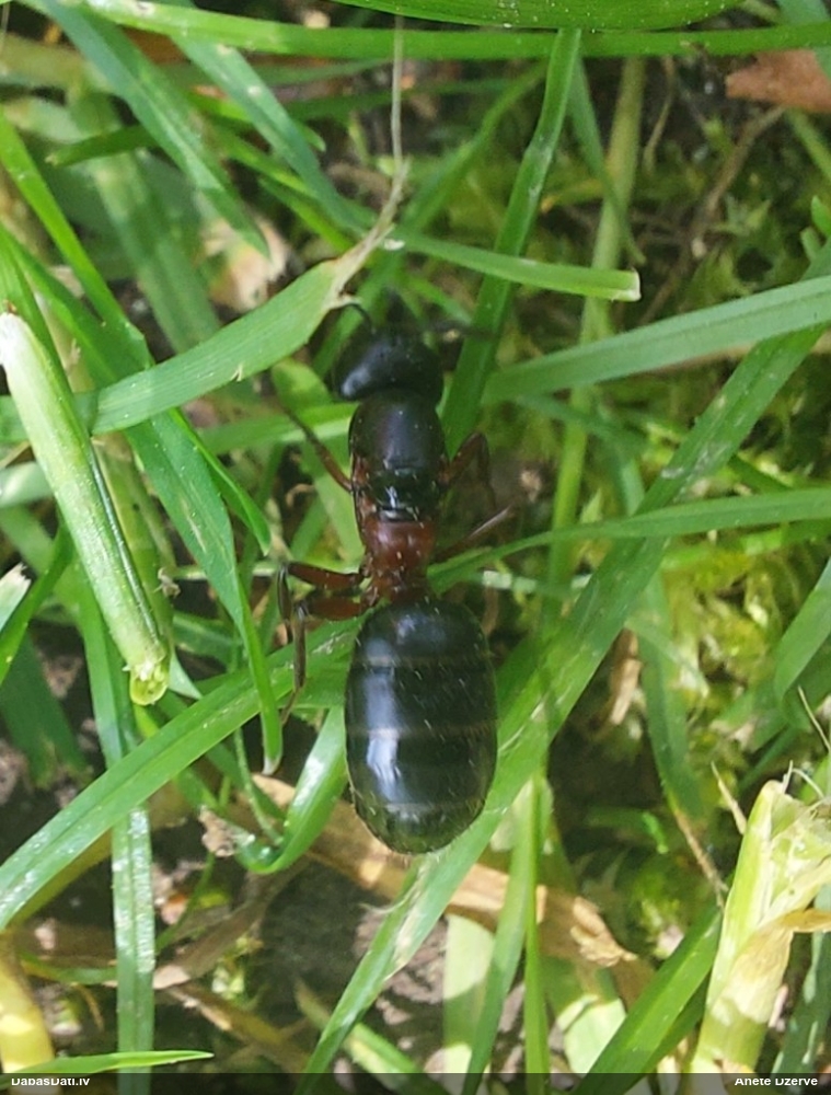 Tumšā koksnes skudra