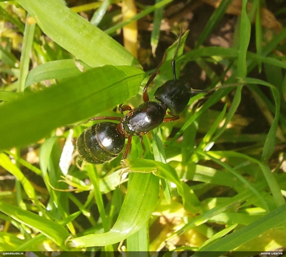 Tumšā koksnes skudra