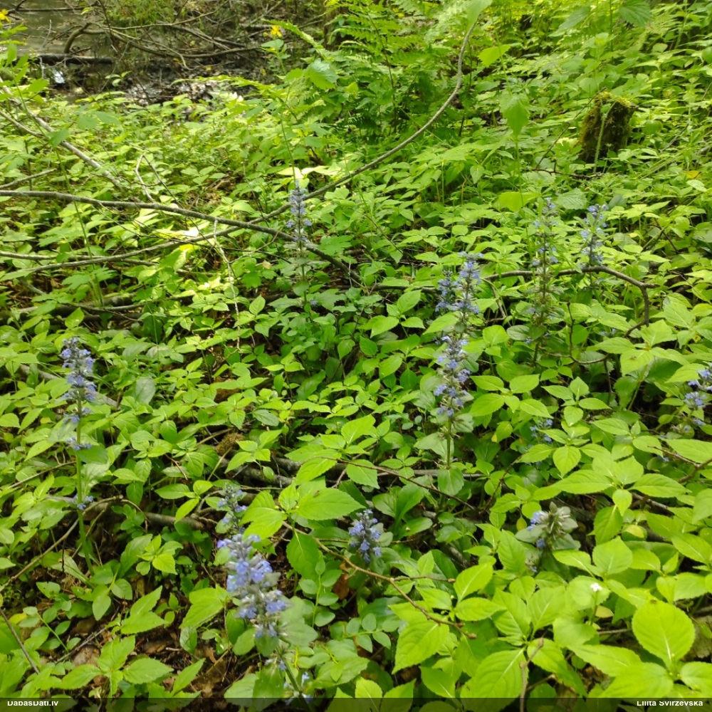 живучка ползучая