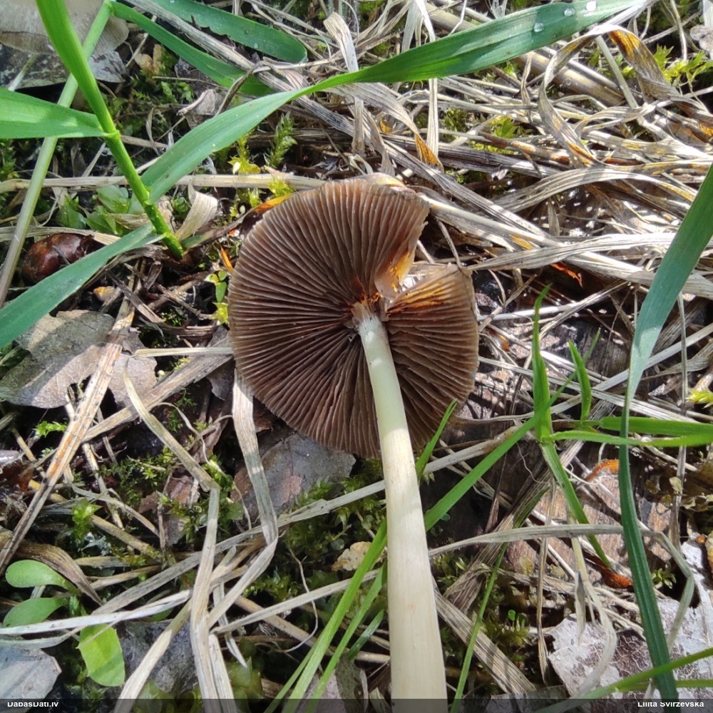 Spīgulīte (nenoteikta)